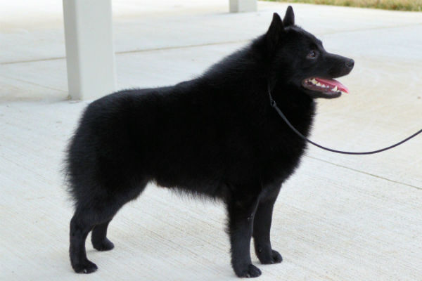 schipperke dog