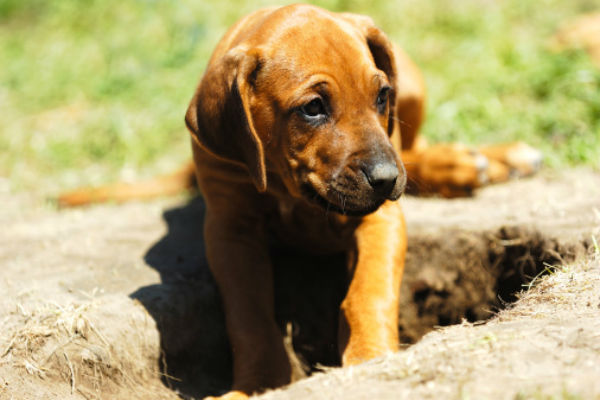 why do puppies dig holes