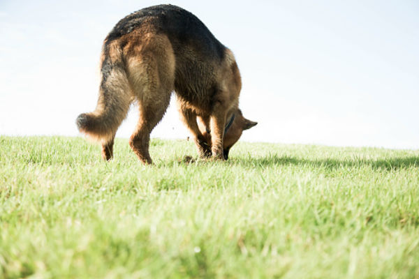 Why Does My Dog Dig? Identify And Channel Your Dog's Digging Instincts