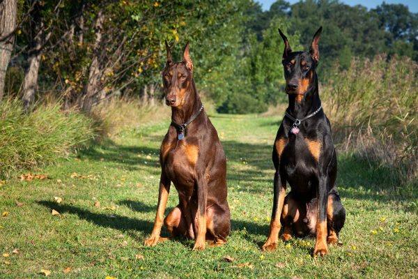 [Image: doberman_body_image_1.jpg]