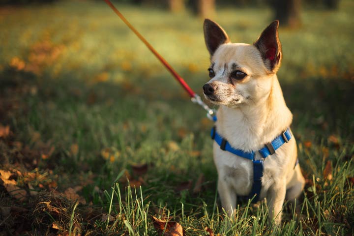 can dogs get tapeworms from rabbit poop