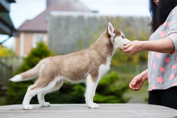 hand signals for deaf dogs