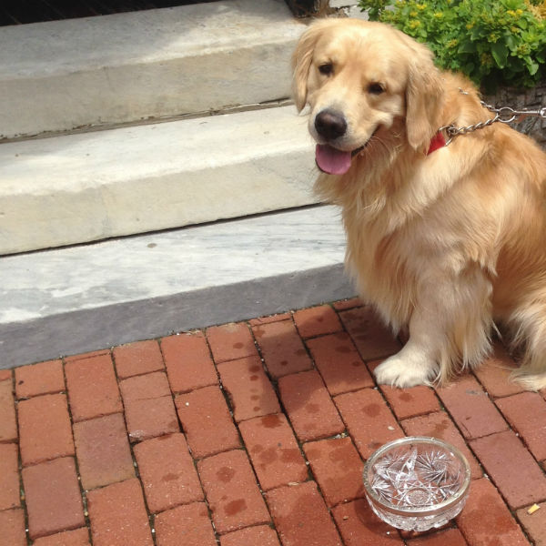 dog and water bowl