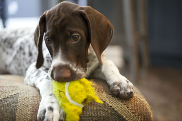 how to stop a dog from chewing furniture