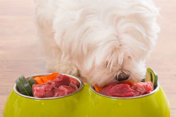 dog food for sensitive digestive systems