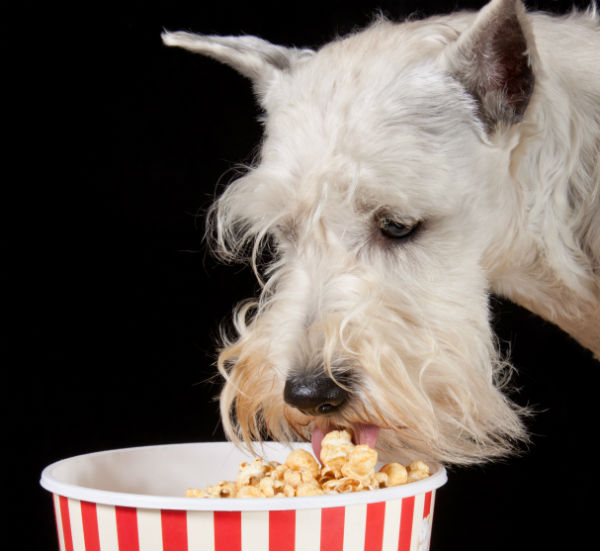 dog eating popcorn