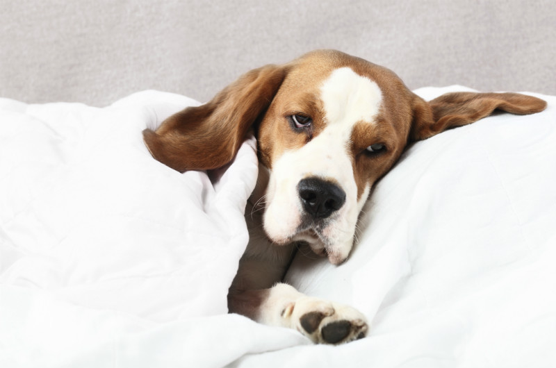 can dogs take imodium for diarrhea