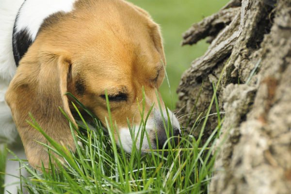 How do you stop a dog from eating poop?