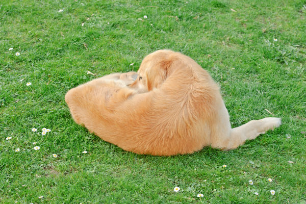 Why do dogs scratch the carpet before lying down?