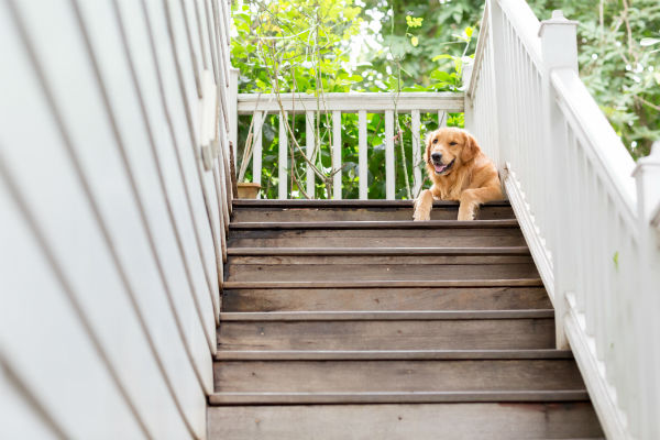 6 Ways to Help Your Senior Dog – American Kennel Club