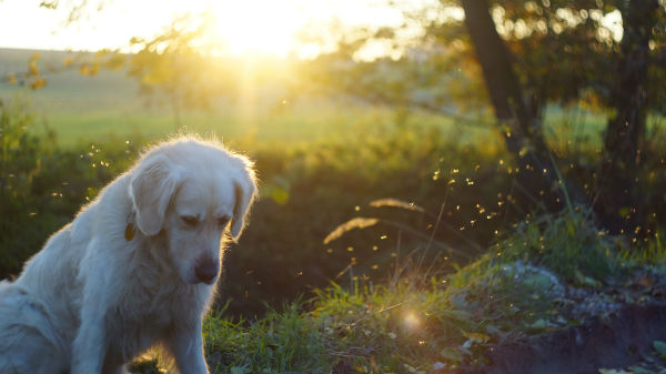 dog sunset