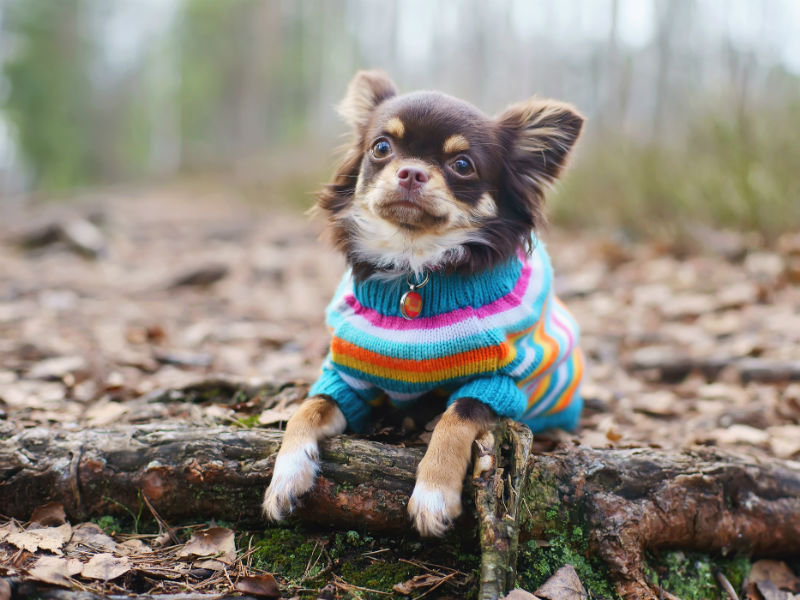 american chihuahua