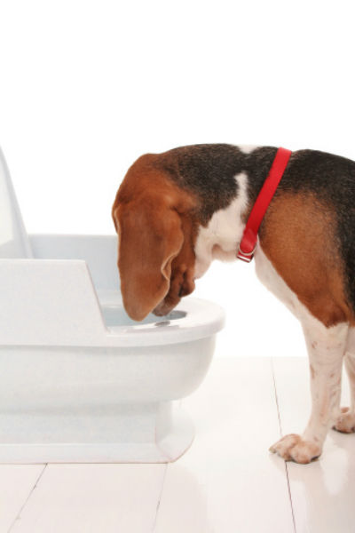 dog drinks toilet bowl cleaner