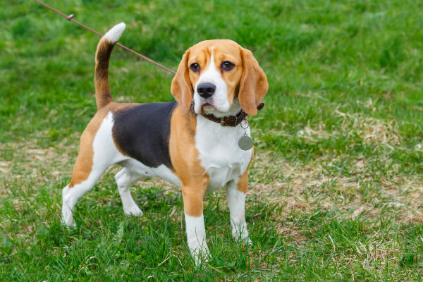 beagle walking on a leash
