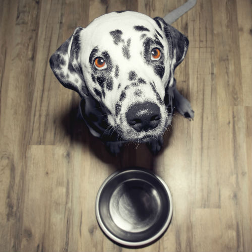 dog_with_bowl