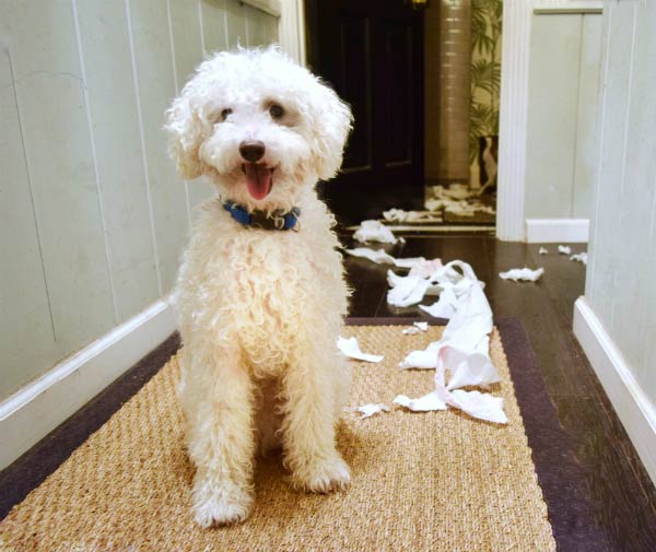 Dog with toilet paper