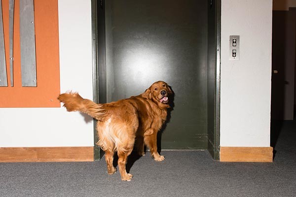 travel elevator