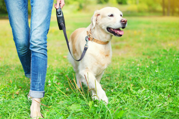 Dog keeps slipping outlet out of collar