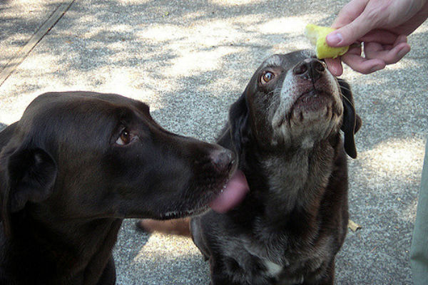 are pears bad for dogs