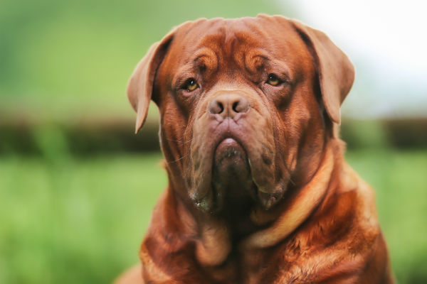 how big do female french mastiffs get