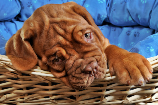 does the dogue de bordeaux love children