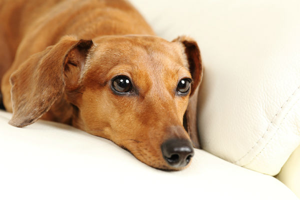 can a dog overdose on antibiotics