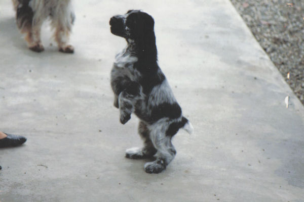 english cocker spaniel puppy