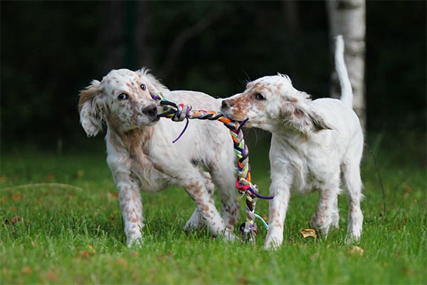 english-setter-puppies-tug-of-war-on-grass-body