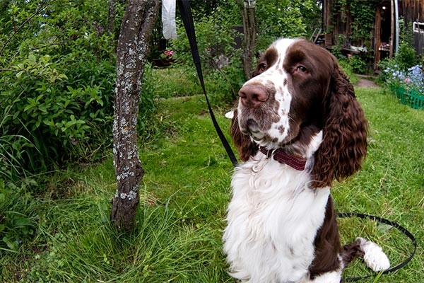 english-springer-spaniel-in-yard-body