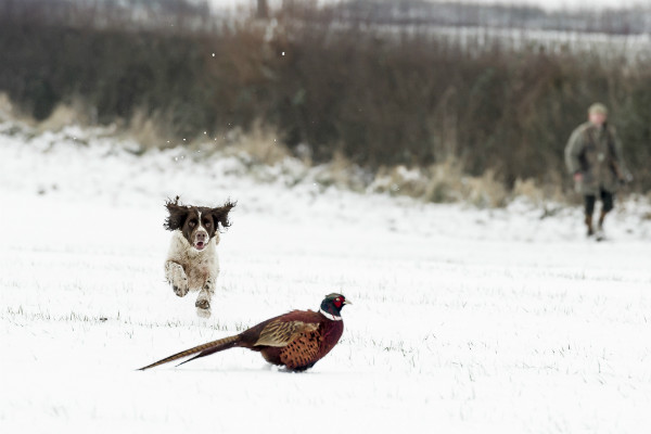 what are bird dog fees