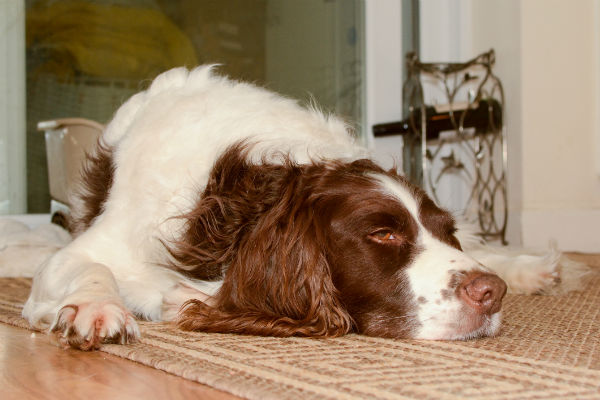 english springer seizures