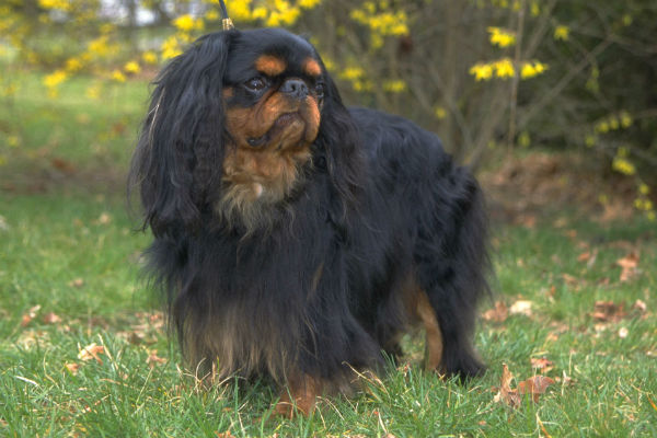 english toy spaniel