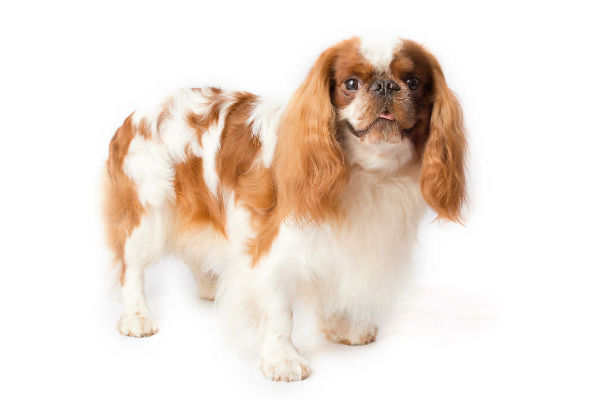 toy king charles spaniel