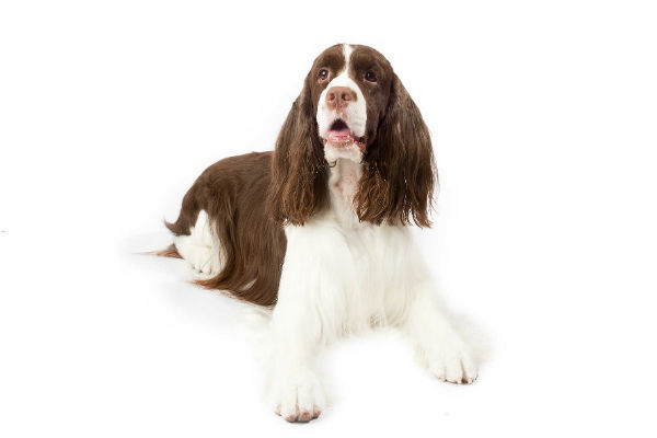 types of english springer spaniels