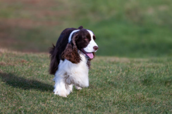 english springer spaniel show dog