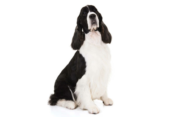 English Springer Spaniel - A Hunting Dogs Overview