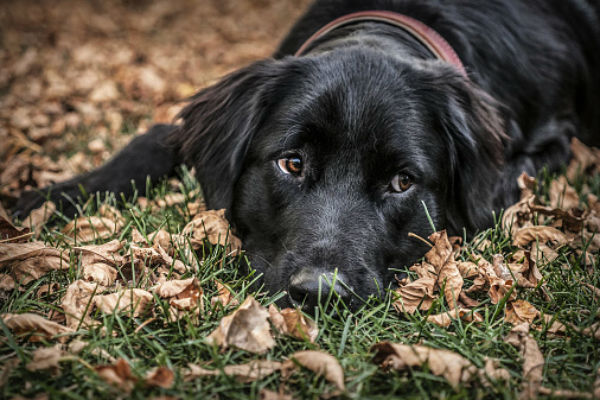 Flat coated retriever hot sale german shepherd mix