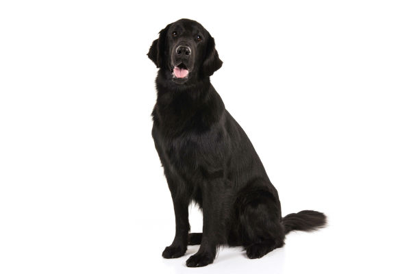 Akc flat 2025 coated retriever