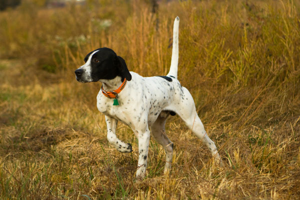 how old is too old to train a bird dog