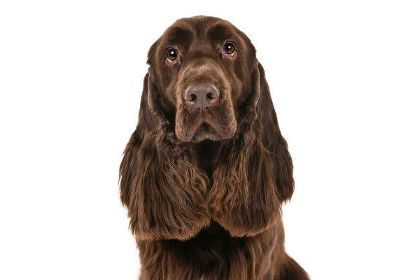 field spaniel