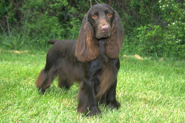 Akc spaniel sales