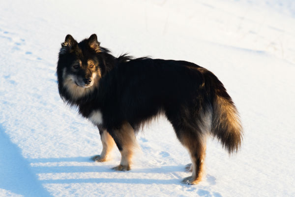 finnish lapphund