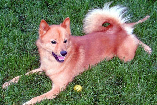 uncommon dog breeds