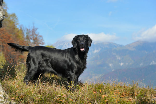 Flat coated retriever store hypoallergenic