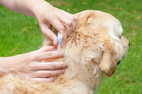 flea bites on golden retriever