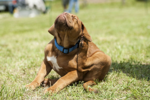 medicine for flea bites on dogs