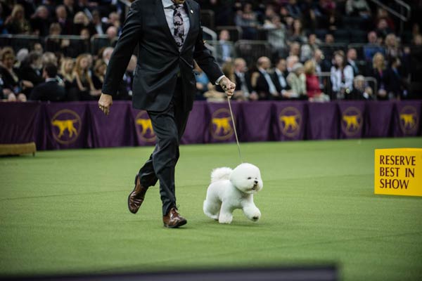 Westminster dog show 2018 best hot sale in show