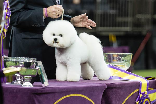 akc bichon frise puppies for sale