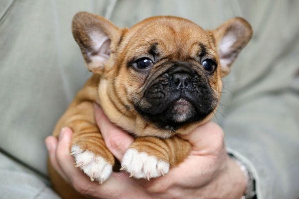 french bulldog