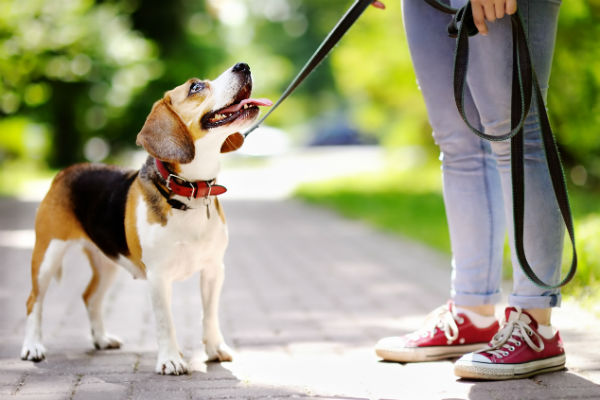 friendly_beagle